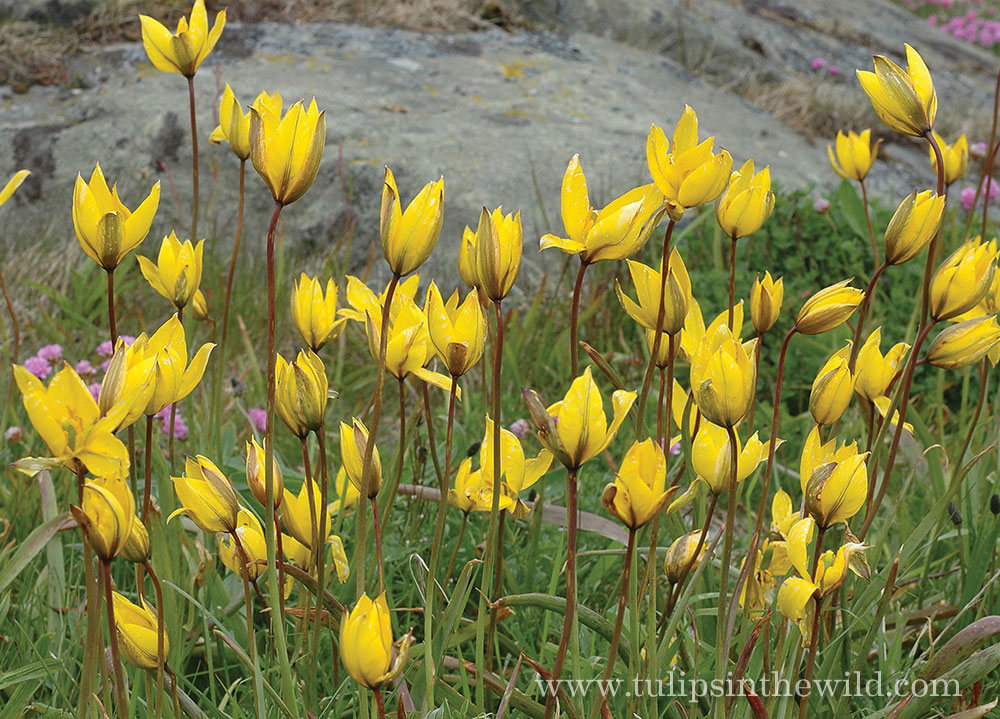 Tulipa sylvestris