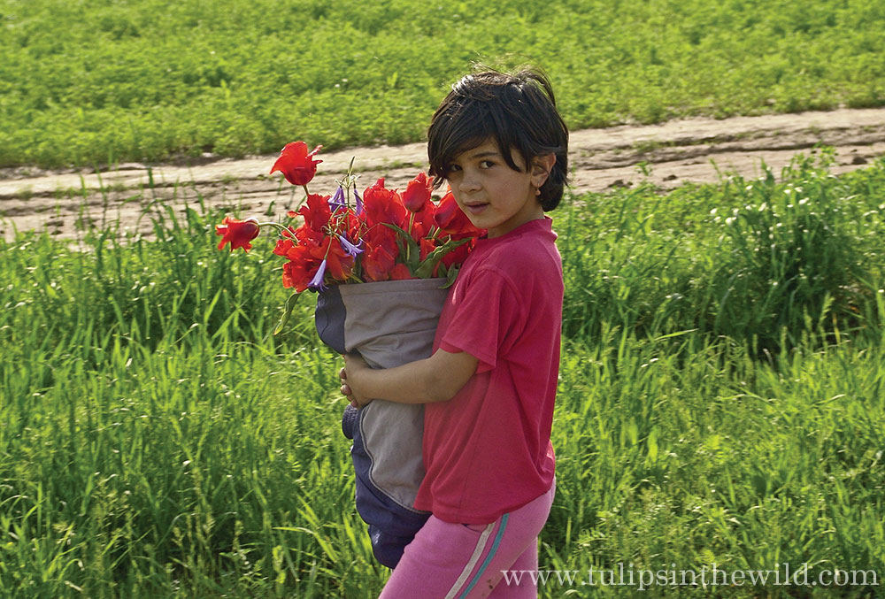Child Selling Tulipa greigii