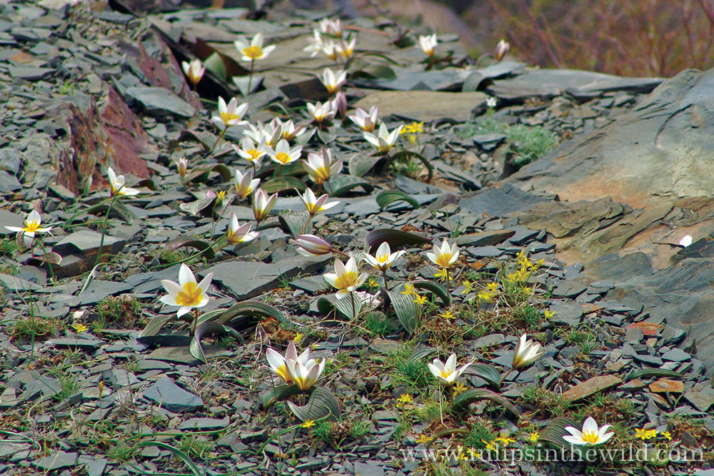 Tulipa regelii